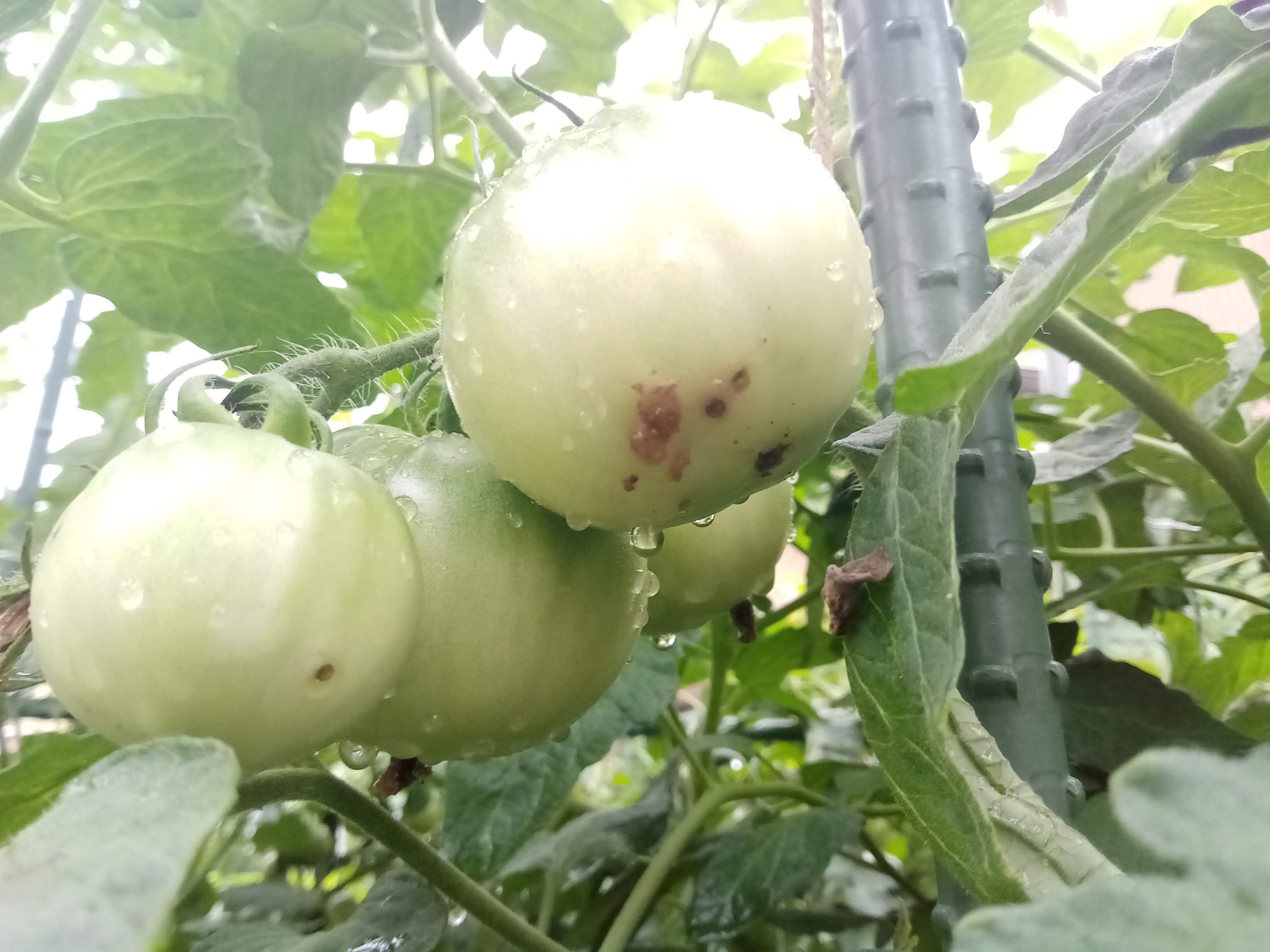 タバコガの被害にあったトマト