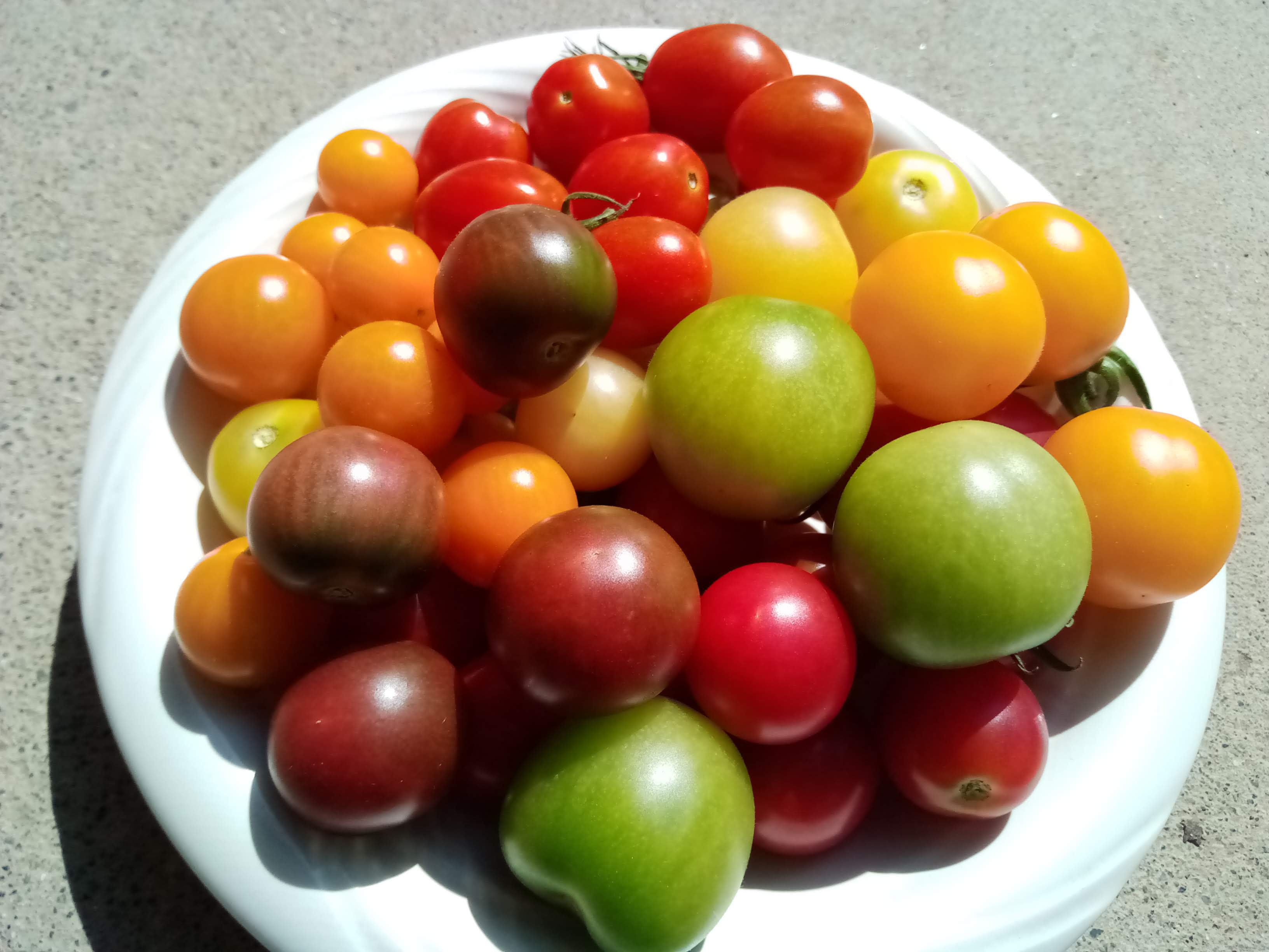 ミニトマト7種